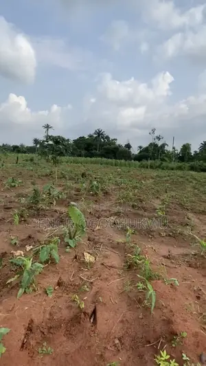 100ft X 200ft Fertile 4 Plot Farmland for Sale at Obi Iwelu, Anioma