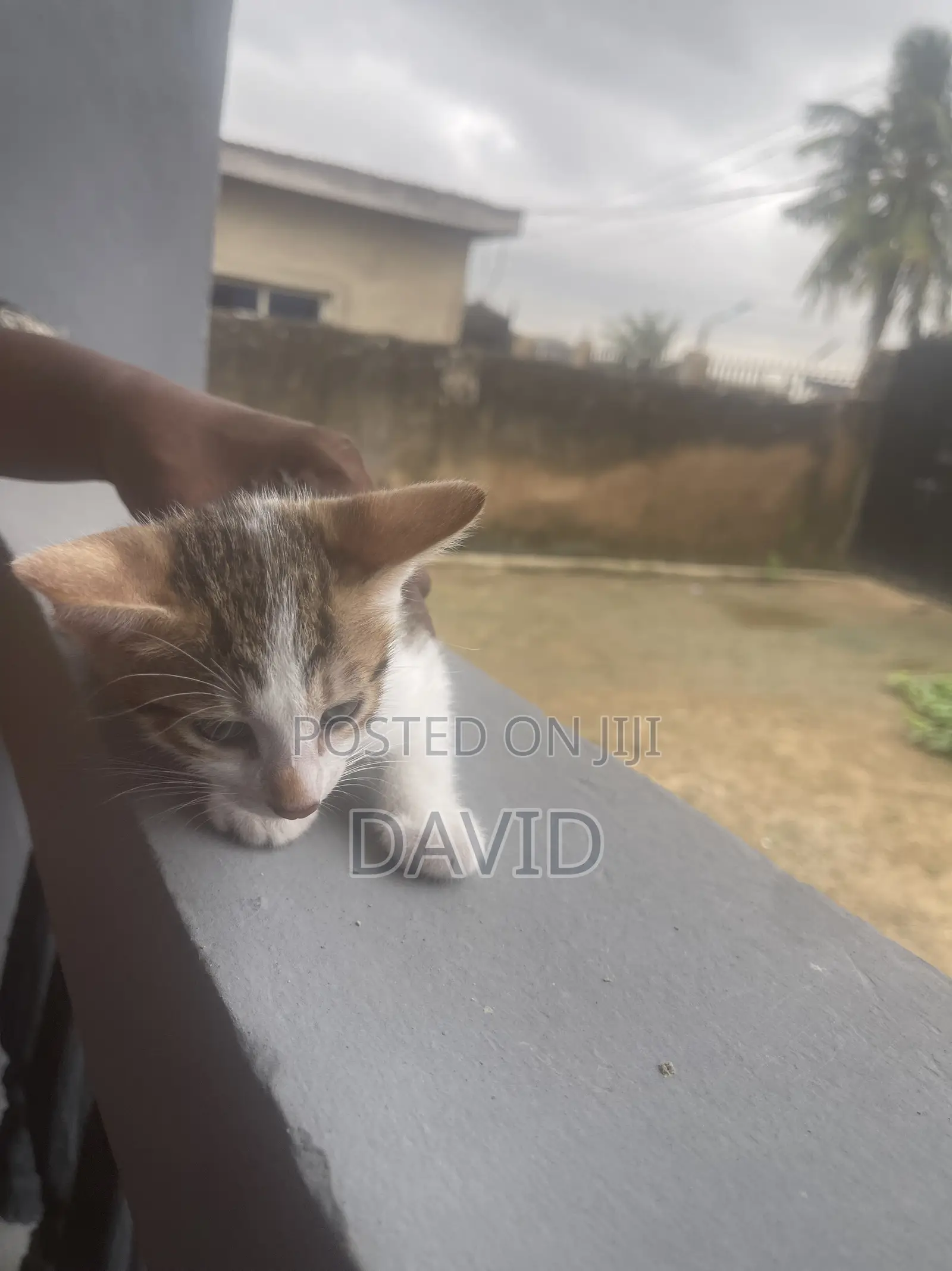 1-3 months Female Purebred Cat