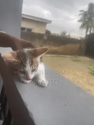 1-3 months Female Purebred Cat