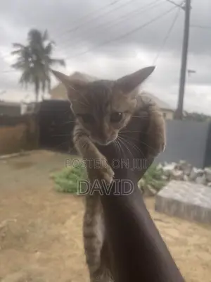 1-3 months Female Purebred Cat