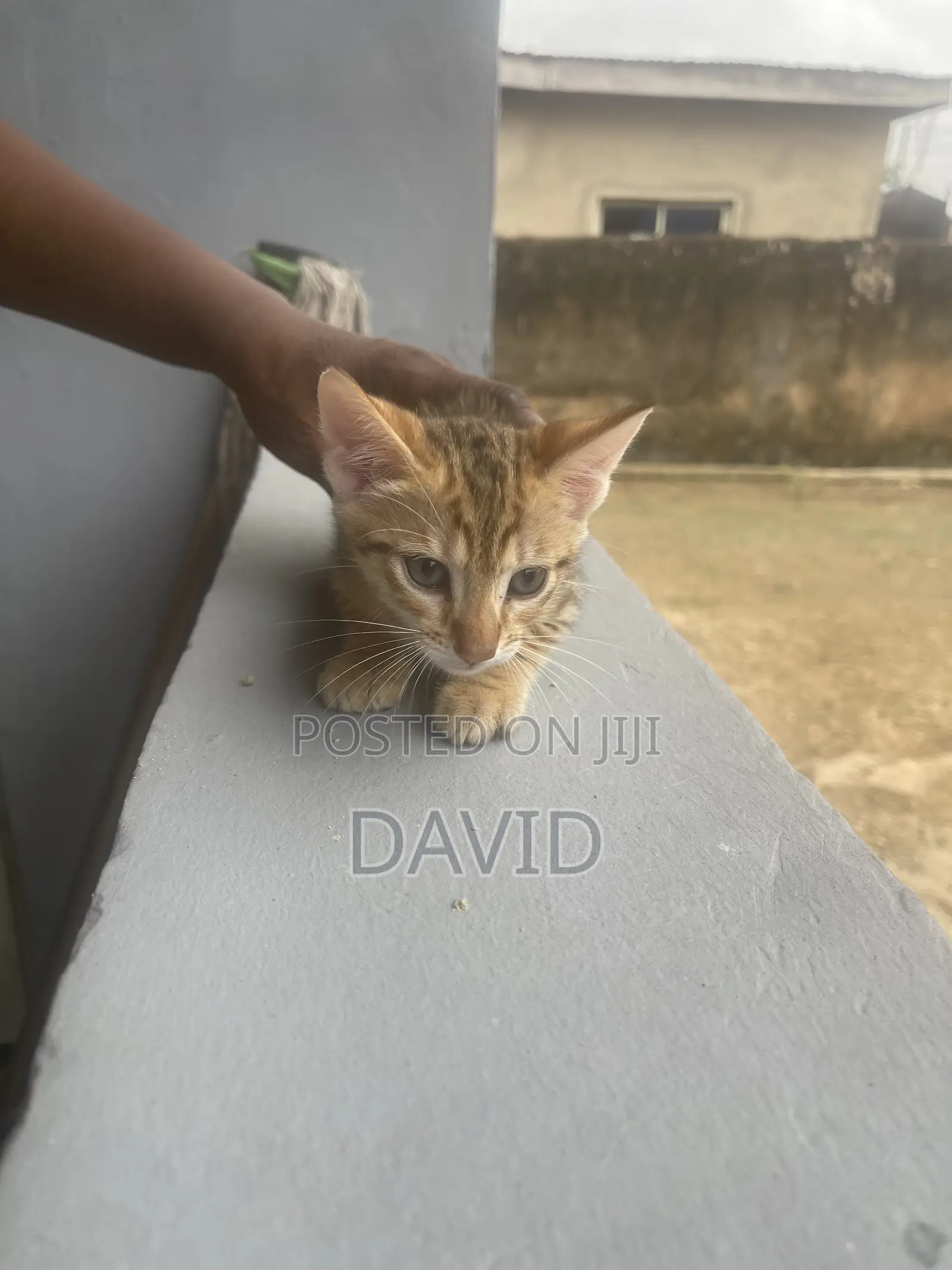 1-3 months Female Purebred Cat