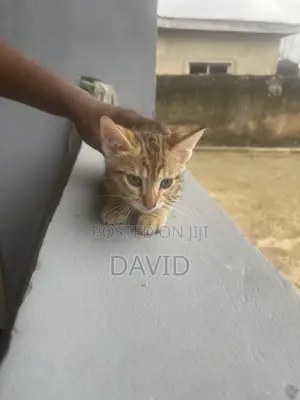 1-3 months Female Purebred Cat