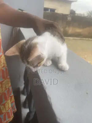 1-3 months Female Purebred Cat