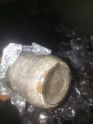 Oyster Mushroom Grain Spawn