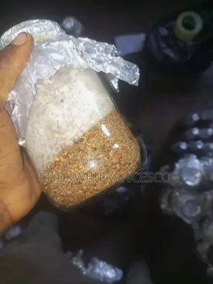 Oyster Mushroom Grain Spawn