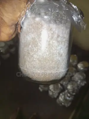 Oyster Mushroom Grain Spawn