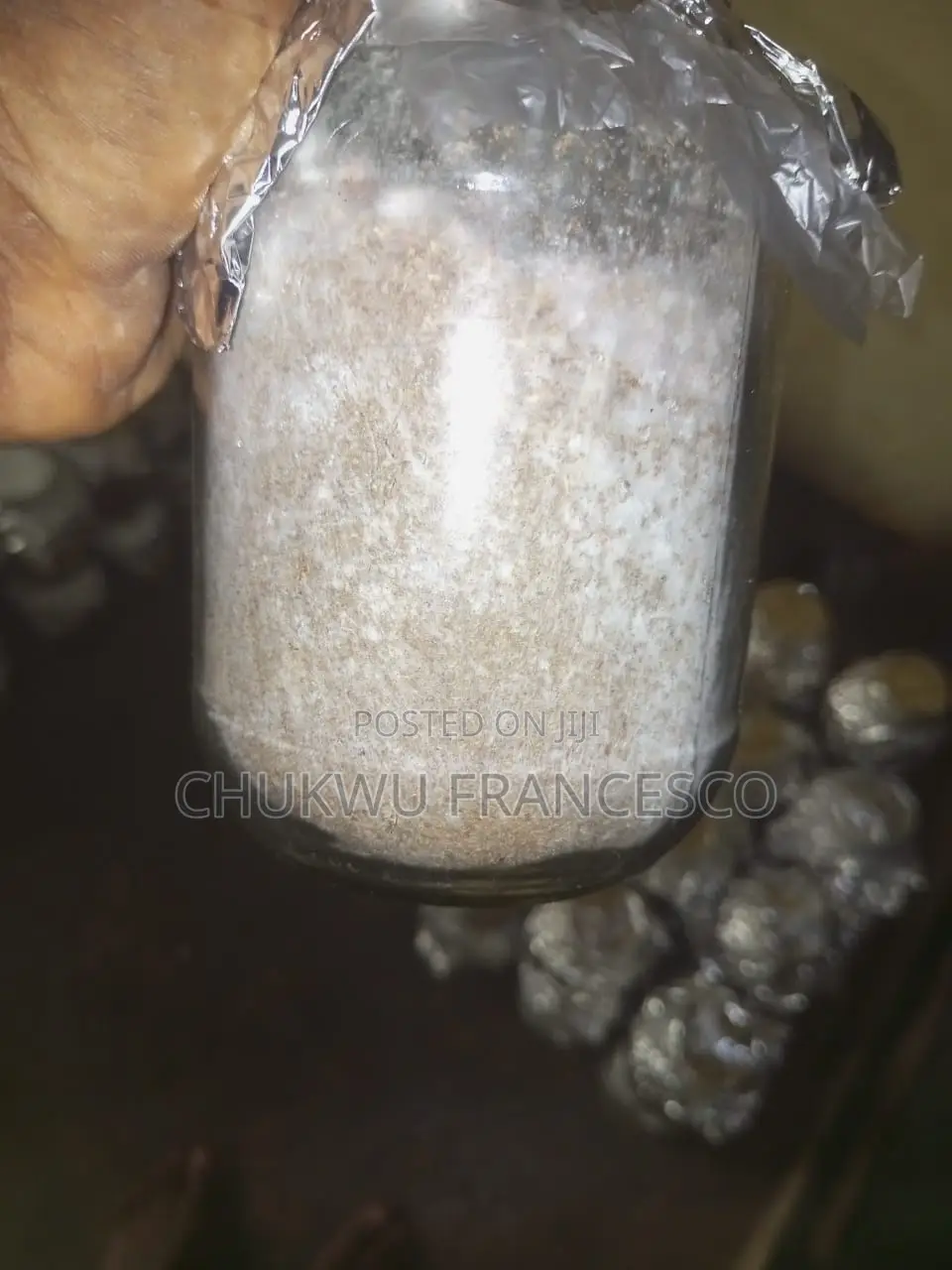 Oyster Mushroom Grain Spawn