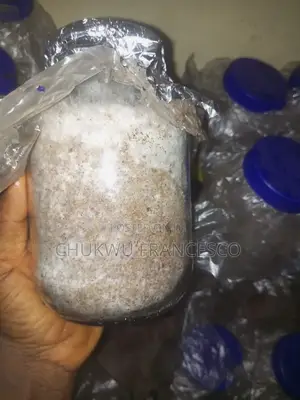 Oyster Mushroom Grain Spawn