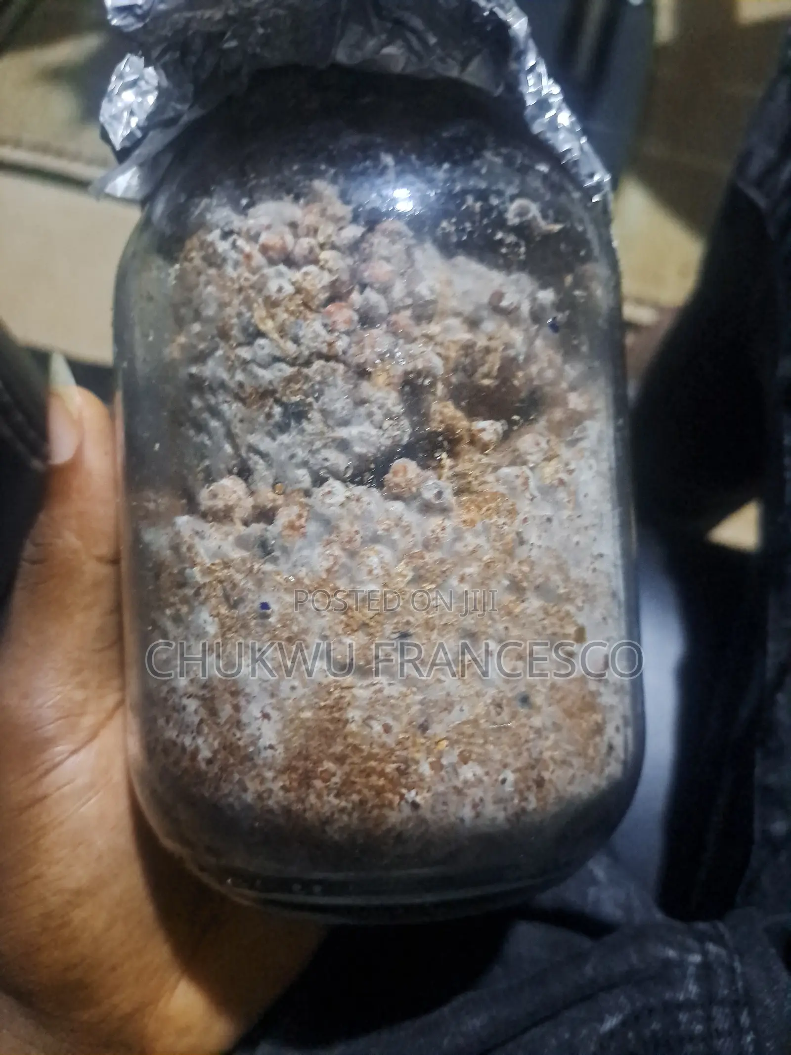 Oyster Mushroom Grain Spawn