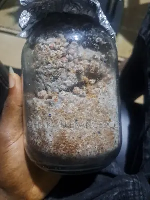 Oyster Mushroom Grain Spawn