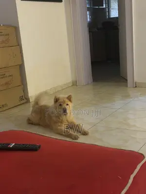 3-6 months Male Purebred Chow Chow