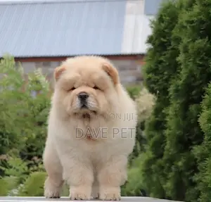 3-6 months Female Purebred Chow Chow
