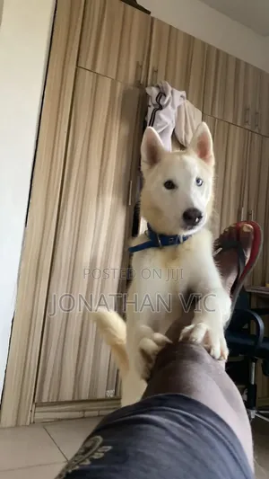 3-6 months Male Purebred Siberian Husky