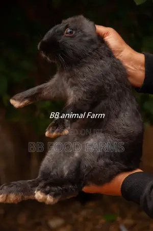 Quality Rabbits for Sale at BB Food Farms