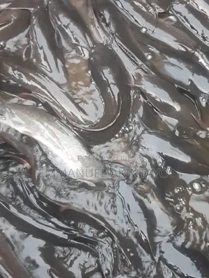 Fresh Healthy Catfish Available Now – All Sizes