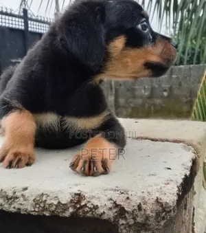 1-3 months Male Purebred Rottweiler