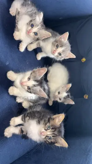 1-3 months Male Mixed Breed Turkish Angora