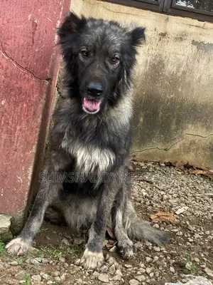 6-12 months Female Purebred Caucasian Shepherd