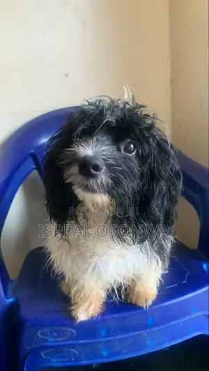 3-6 months Male Purebred Lhasa Apso