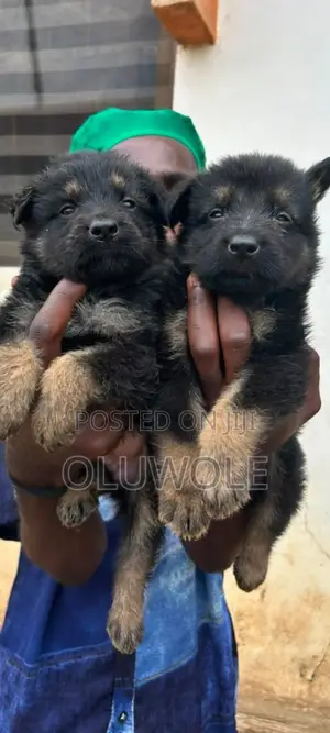 1-3 months Male Purebred German Shepherd