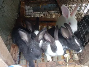 Exotic Rabbit for Sale
