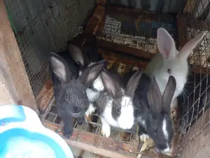 Exotic Rabbit for Sale