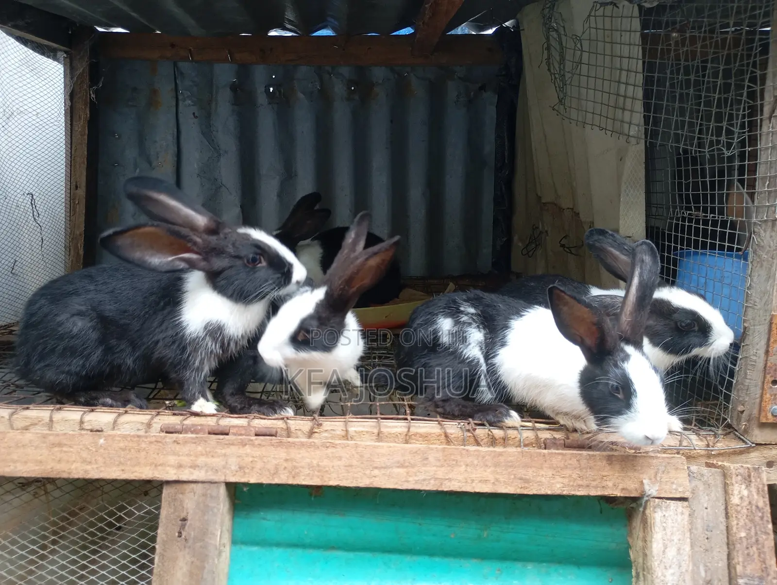 Exotic Rabbit for Sale