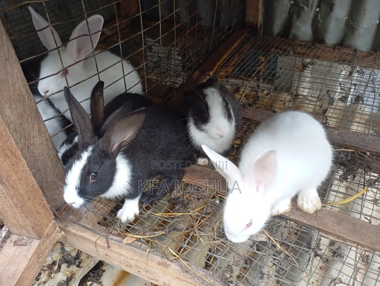 Exotic Rabbit for Sale