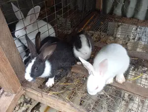 Exotic Rabbit for Sale