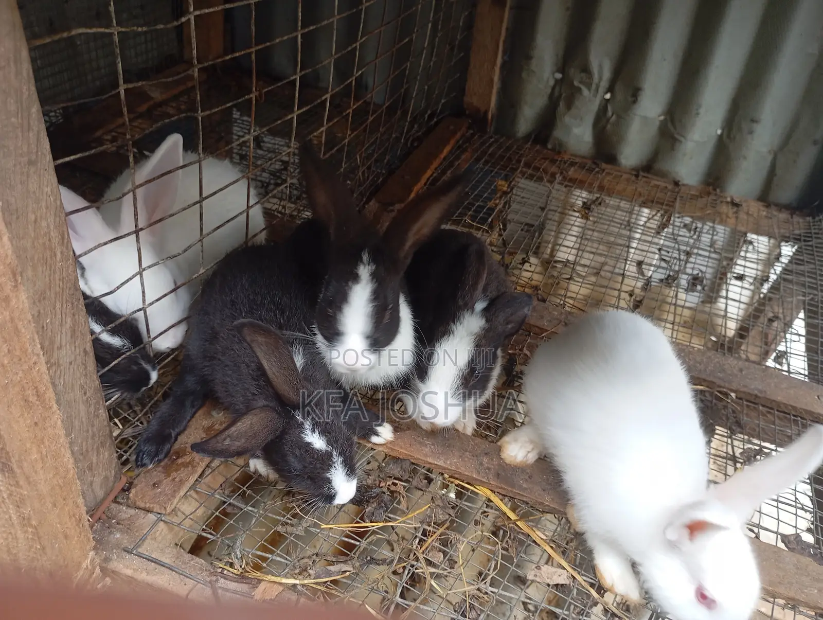 Exotic Rabbit for Sale