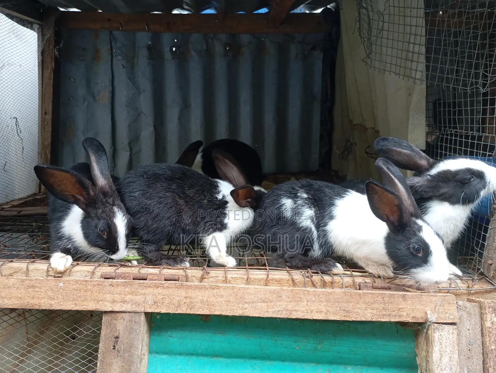 Exotic Rabbit for Sale