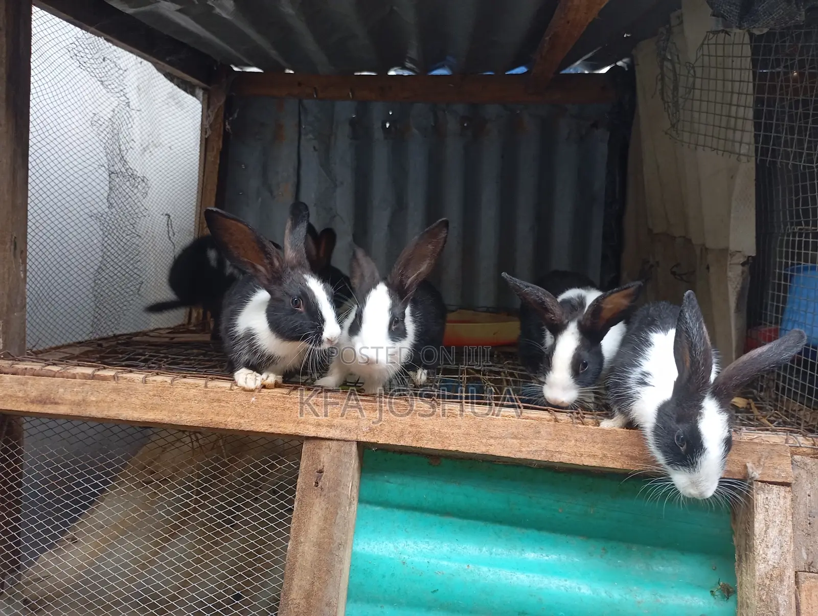 Exotic Rabbit for Sale