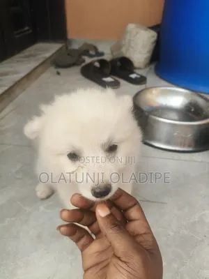 1-3 months Female Purebred American Eskimo