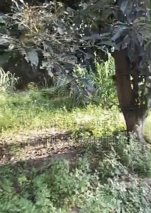 Half Plot of Land