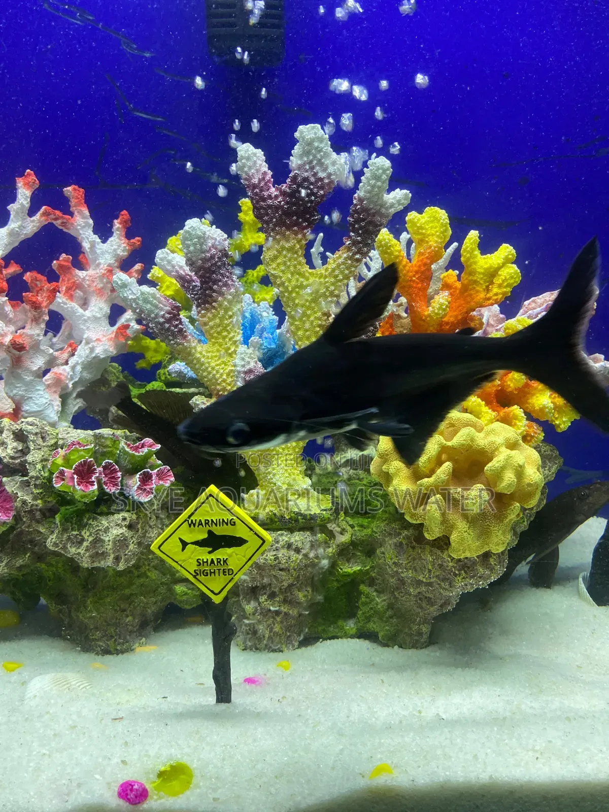 Pengasus Shark and Cigar Shark