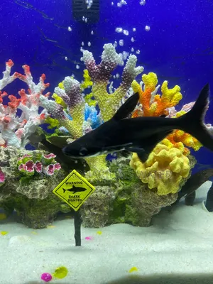 Pengasus Shark and Cigar Shark