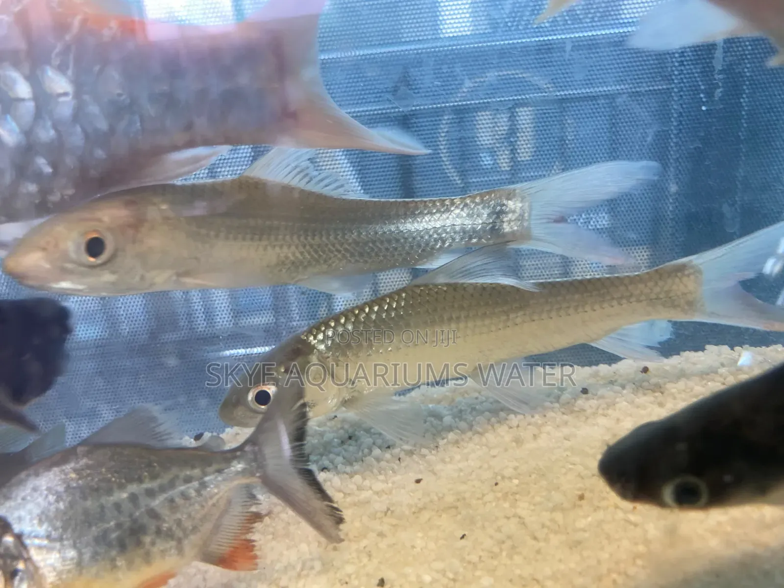 Pengasus Shark and Cigar Shark
