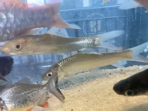 Pengasus Shark and Cigar Shark