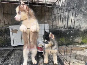 1-3 months Female Purebred Siberian Husky