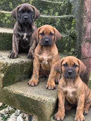 1-3 months Female Purebred Boerboel
