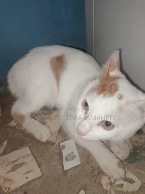 6-12 months Male Mixed Breed Cat