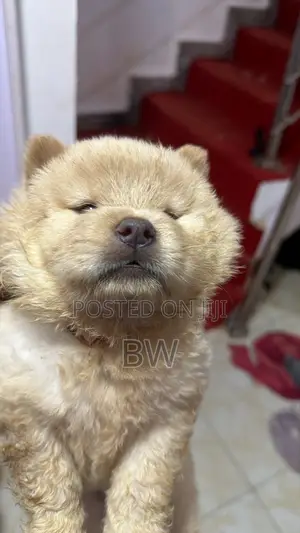 0-1 month Female Purebred Chow Chow