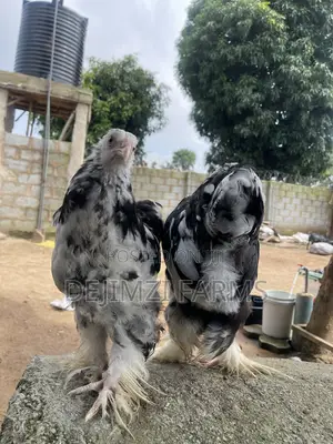 16 Weeks Mottled Purebred Brahma
