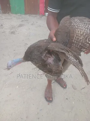 Female Turkey for Sale