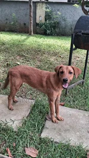 6-12 months Female Mixed Breed Labrador Retriever