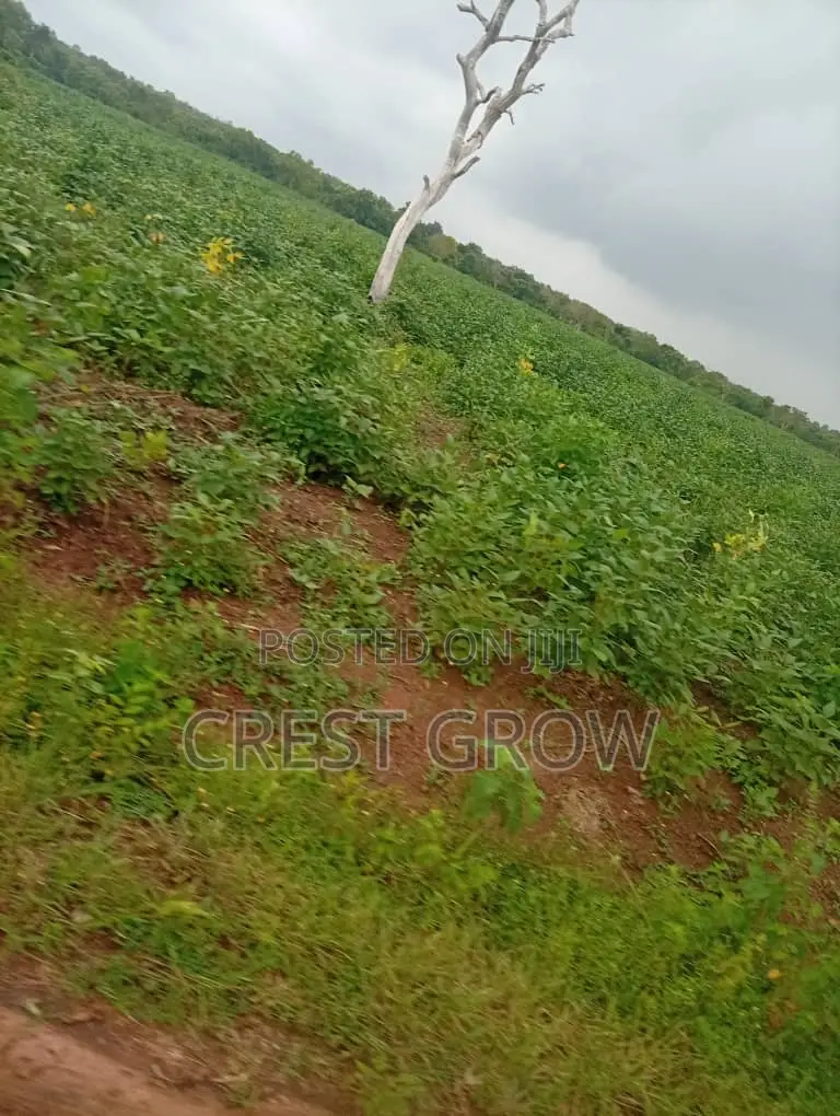 Virgin Land