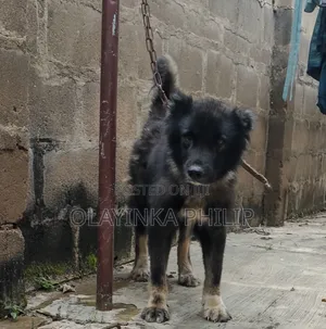 1+ year Male Purebred Caucasian Shepherd
