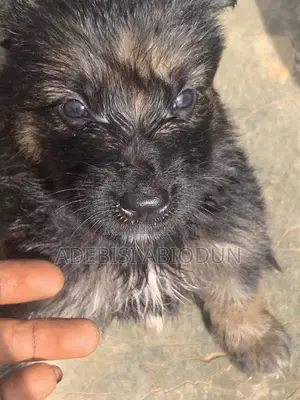 0-1 month Male Purebred German Shepherd