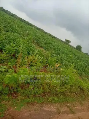 Virgin Land