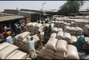 Maize Soybeans Supplier